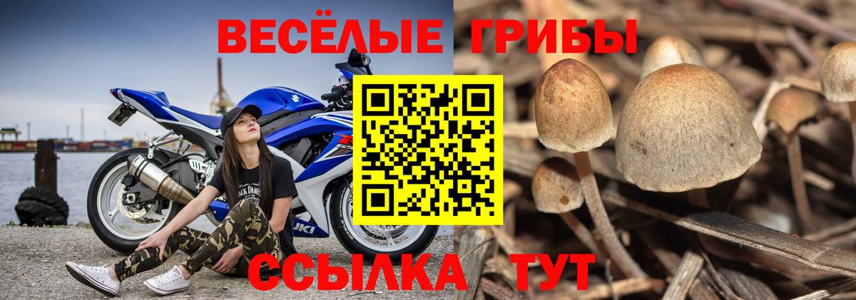 Рубцовск  сколько стоит  Псилоцибиновые грибы Psilocybe  Вход с VPN  Галлюциногенные грибы Magic Shrooms 